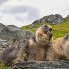 高地陶恩国家公园内的高山土拨鼠，奥地利