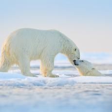 Polar bears at play in the Arctic